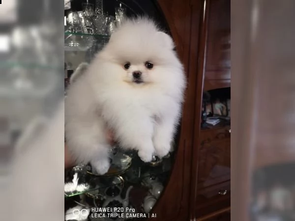 cuccioli di pomerania disponibili gratuitamente | Foto 1