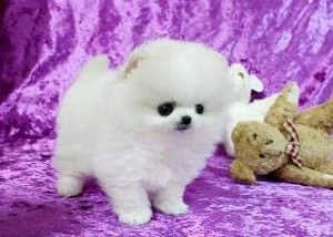 cuccioli di pomerania gratuiti per l'adozione