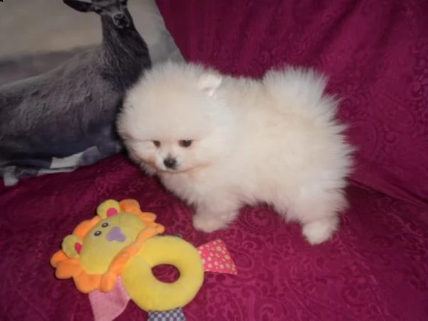 2 bellissimi cuccioli di pomerania