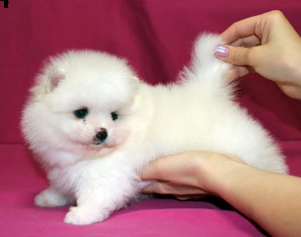 2 bellissimi cuccioli di pomerania disponibili