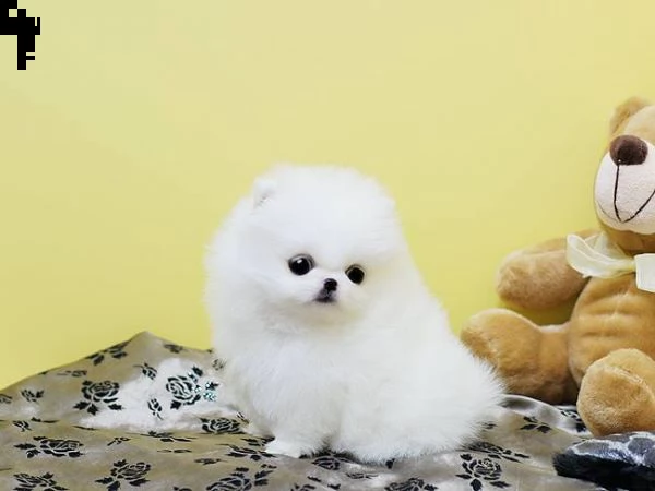 adorabili cuccioli di pomerania per l'adozione | Foto 0