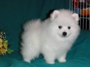 adorabili cuccioli di pomerania con pedigree