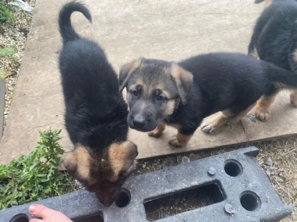  regalo cuccioli pastore tedesco