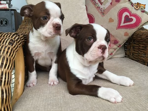 regalo cuccioli boston terrier