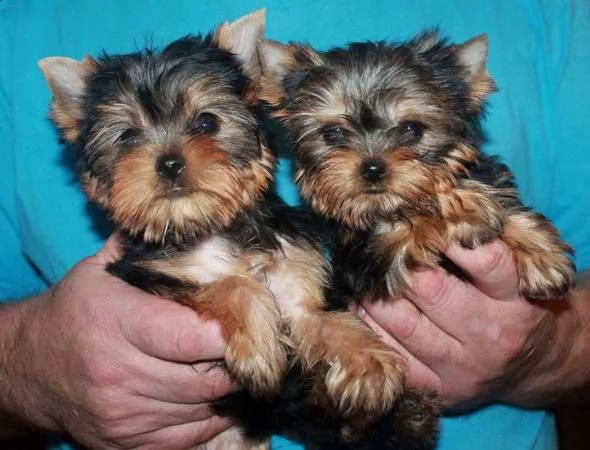 bambini yorkie cuccioli per l'adozione
