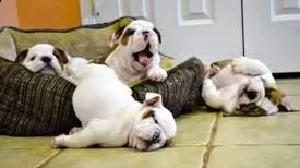 bellissimi cuccioli di bulldog inglese