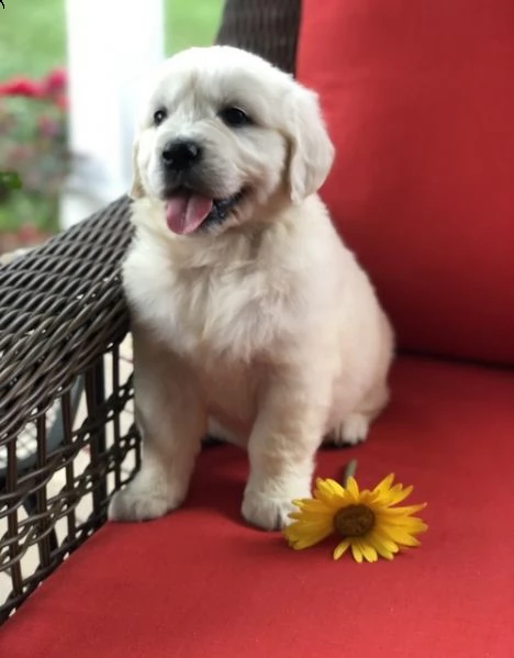 kuccioli golden retriever