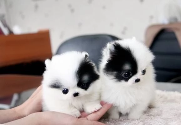 cuccioli di volpino pomerania