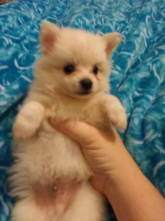 pomeranian adorabile principessa disponibile!