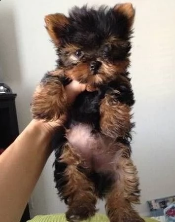 yorkshire terrier yorkie yorkie bellissimi cuccioli