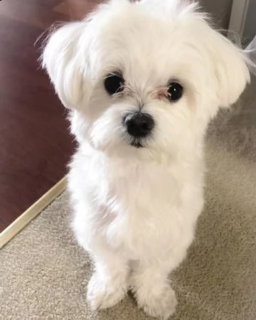 abbiamo una cucciolata di 2 fantastici cuccioli di maltese