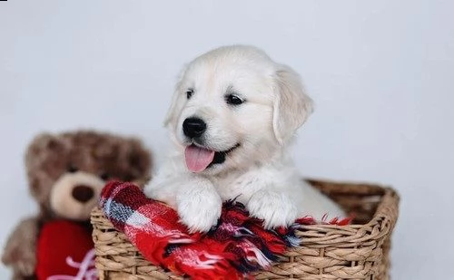 cucciolotta di golden retriever di 2 mesi