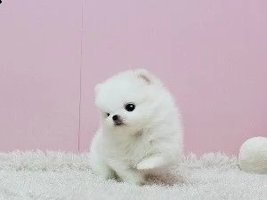 adorabili cuccioli di pomerania con pedigree