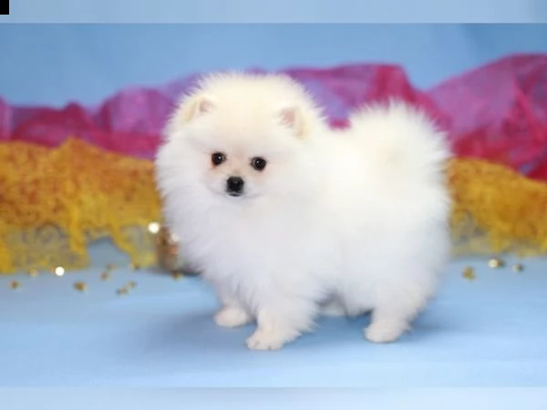 adorabili cuccioli di pomerania con pedigree gratis
