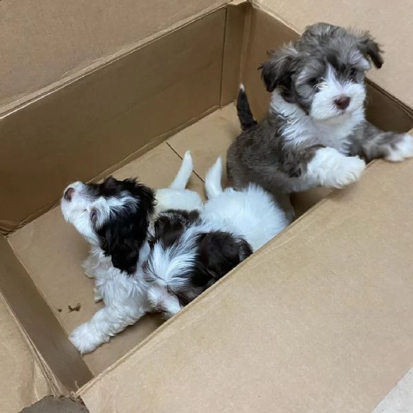 #### cuccioli havanese disponibili per il reinserimento.