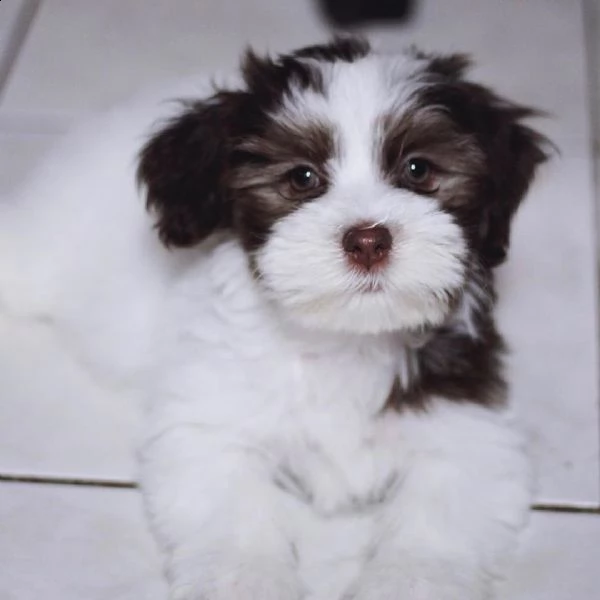 adorabili cuccioli havanese in vendita disponibili per il reinserimento