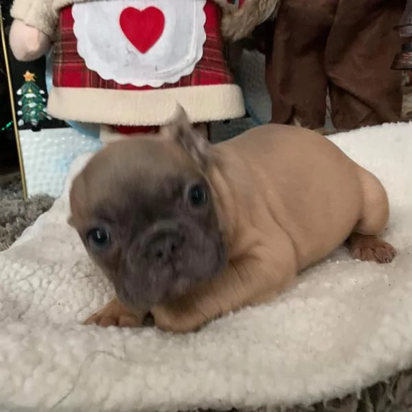 cucciolata di bouledogue francese,