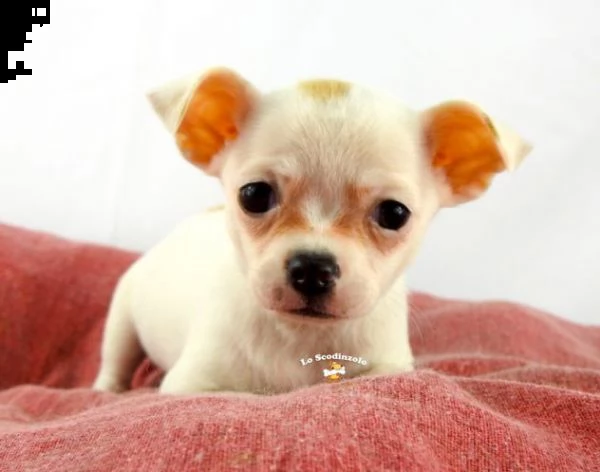 regalo chihuahua taglia molto piccola