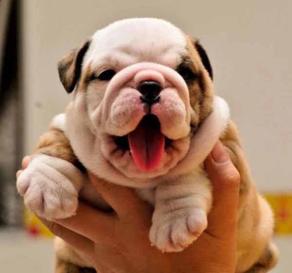regalo cuccioli di bulldog inglese femminucce e maschietti 