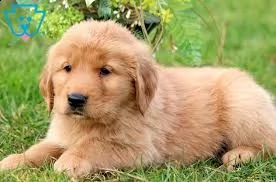 incontrare il mio cucciolo incantevole