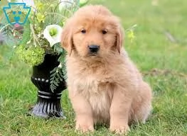 incontrare il mio cucciolo incantevole | Foto 0