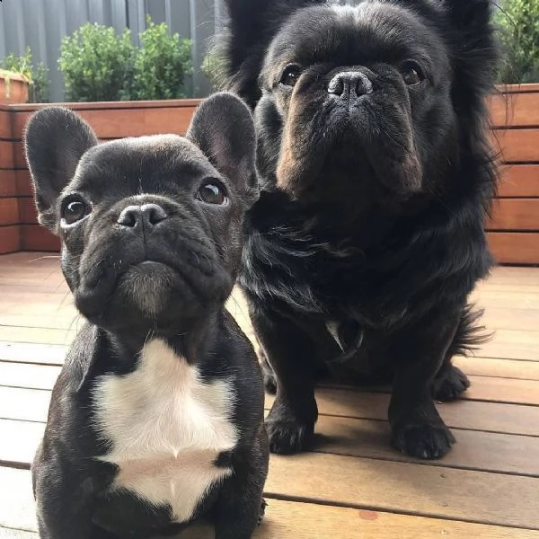 cuccioli di bulldog francese