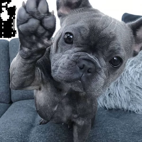 cuccioli di bulldog francese | Foto 0