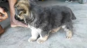 cuccioli pastore tedesco