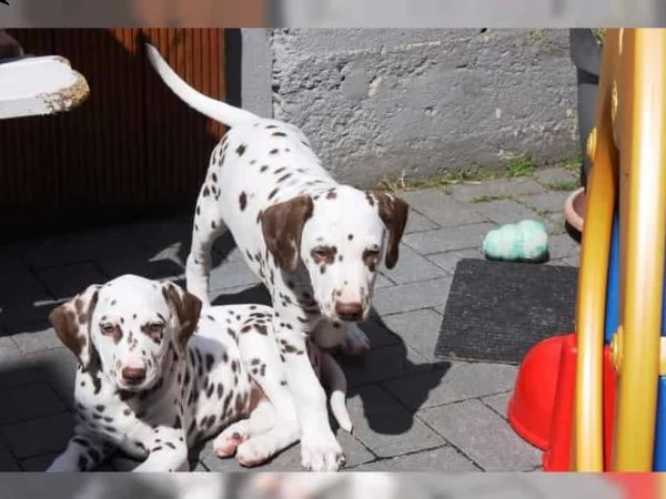  regalo abbiamo cuccioli di dalmata