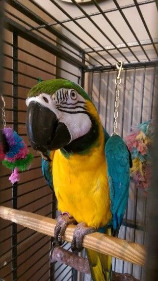 regalo pappagalli ara in cerca di nuove case