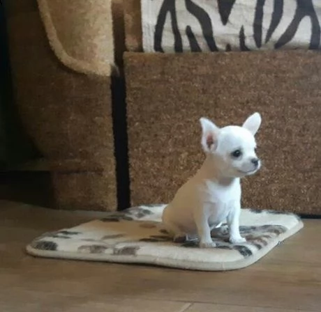 chihuahua cuccioli | Foto 2