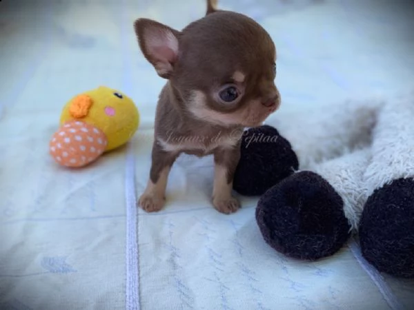 chihuahua cuccioli