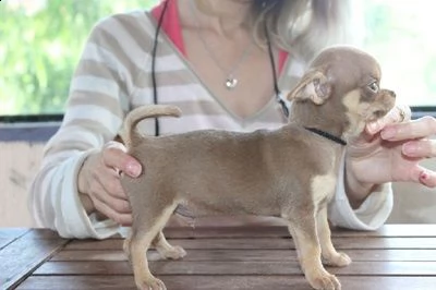 chihuahua cuccioli | Foto 1