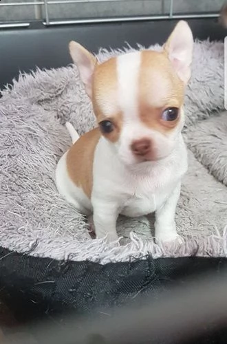 chihuahua cuccioli | Foto 0