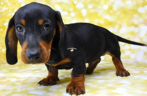  bassotto nano tedesco❤️  | Foto 1