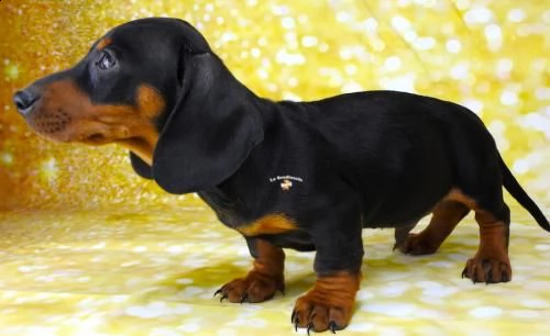  bassotto nano tedesco❤️  | Foto 0