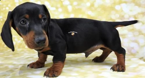  bassotto nano tedesco❤️ 