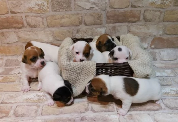  regalo jack russell terrier