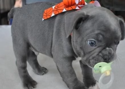  cucciolotti di bouledogue francese...blu 