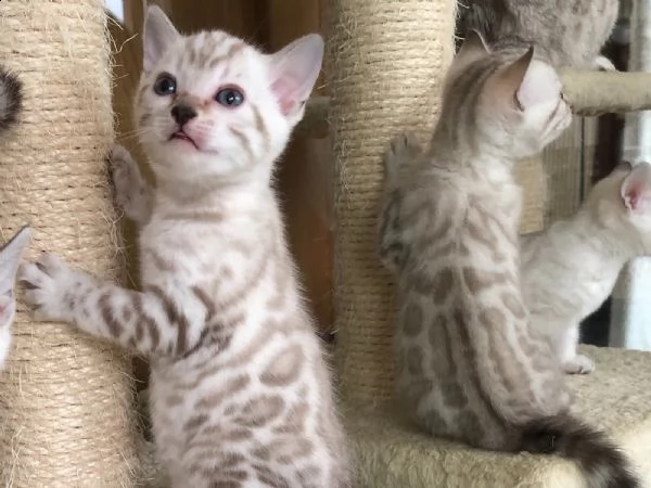  cuccioli bengal snow con pedigree