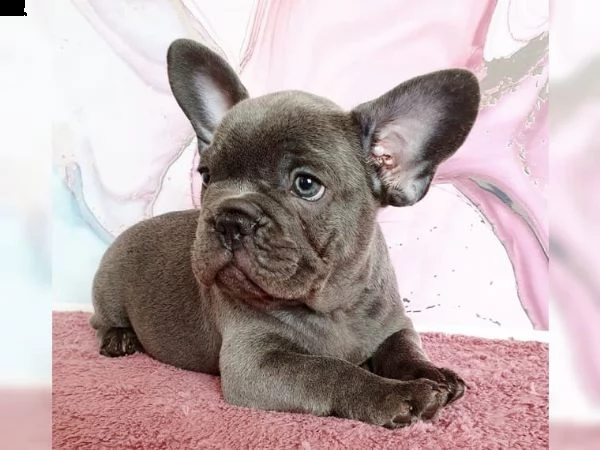 cuccioli cucciolo di buouldogue francese blue, maschio e femmina