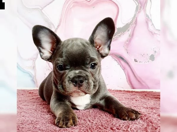 cuccioli cucciolo di buouldogue francese blue, maschio e femmina | Foto 0
