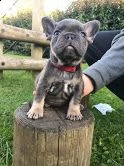 regalo bulldog inglese cuccioli con pedigreeregalo bulldog inglese cuccioli con pedigree