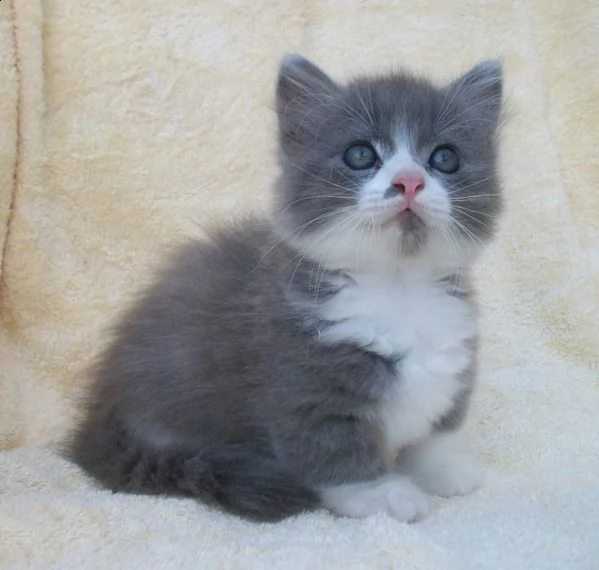 cuccioli di munchkin vari colori