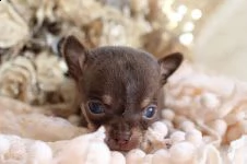 regalo cuccioli di chihuahua mini toy