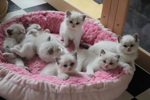 gattino cucciolo di razza ragdoll