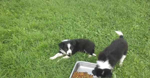 border collie cuccioli
