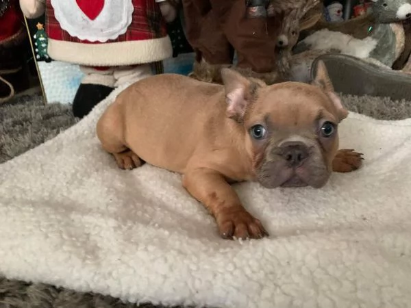 cucciolo di bulldog francese nero maschio