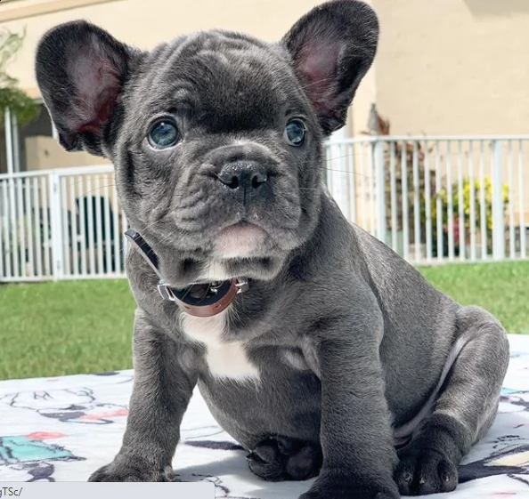 bulldog per regalo