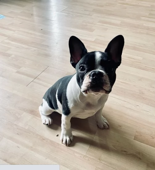bulldog per regalo | Foto 0